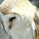 Barn Owl