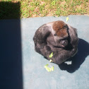 Western Lowland Gorilla