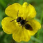 Halictid Bee