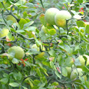Flying Dragon Trifoliate Orange