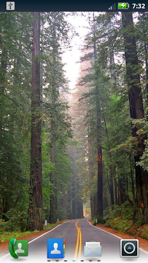 Redwoods Live Wallpaper