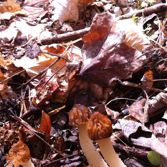 Spotting Image 1