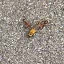 Red Ants VS Beetle 