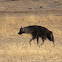 Brown hyaena