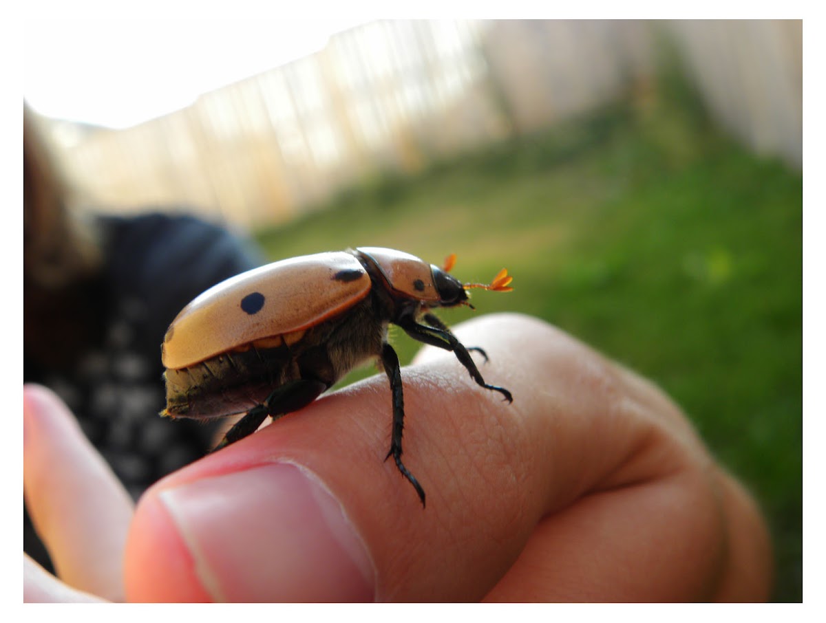 Grapevine Beatle