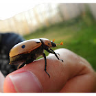 Grapevine Beatle
