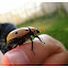 Grapevine Beatle