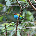 Bay-headed Tanager