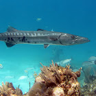 Grate Barracuda