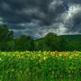 by Boris Frković - Landscapes Prairies, Meadows & Fields