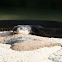 Black rat snake