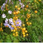 Duranta