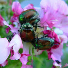 Japanese Beetle
