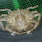 Centola (gl), Centollo (es), spinous spider crab (uk)
