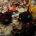 Nudi