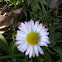 Daisy / Gänseblümchen