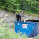 Black Bear