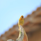 Canário da Terra Verdadeiro (canary the ground true)