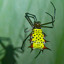 Micrathena sagittata