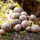 Wolf's Milk Slime Mould