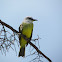 Tropical Kingbird