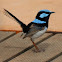 Superb Fairy-wren