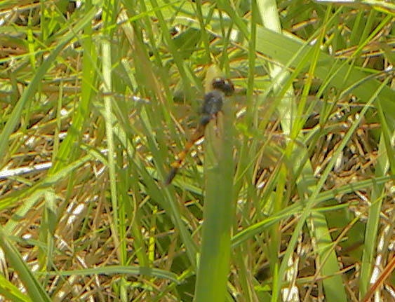 Spotting Image 1