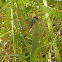 Dragon Fly