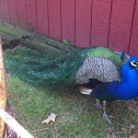 Indian Peafowl, Peacock