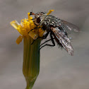 Tachinid fly