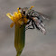 Tachinid fly