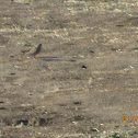 Mourning Dove