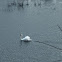 swan