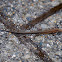 Common Lizard