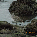 Black-bellied Plover (nonbreeding)