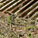 Italian Wall Lizards