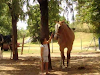 Vendo Caballo Overo Colorado Joven De Trabajo 