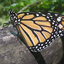 Monarch butterfly