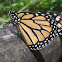 Monarch butterfly