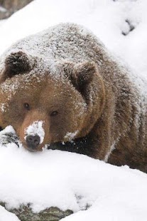 How to mod Bear Puzzle patch 1.1 apk for pc