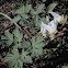 Squirrel corn