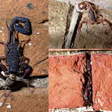 Slenderbrown bark scorpion