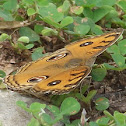 Peacock Pansy