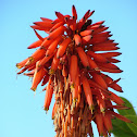 Krantz Aloe
