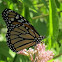 Monarch Butterfly