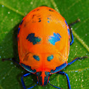 Cotton Harlequin Bug