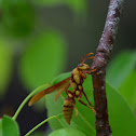 Avispa ahogadora