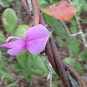 Florida Milk-Pea