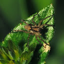 Wolf Spider