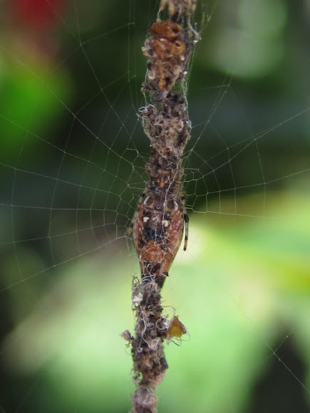 Spotting Image 1